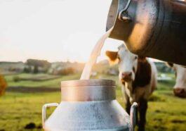 Himachal News Update: हिमाचल के सभी दुग्ध संयंत्रों में दूध प्रापण और अन्य डेटा का ऑनलाइन बनेगा रिकार्ड! सीएम ने दिए निर्देश