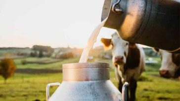 Himachal News Update: हिमाचल के सभी दुग्ध संयंत्रों में दूध प्रापण और अन्य डेटा का ऑनलाइन बनेगा रिकार्ड! सीएम ने दिए निर्देश