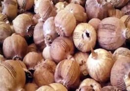 Himachal Crime News: पुलिस ने घर पर मारा छापा! 76.96 किलोग्राम अफीम डोडा बरामद