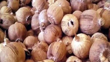 Himachal Crime News: पुलिस ने घर पर मारा छापा! 76.96 किलोग्राम अफीम डोडा बरामद