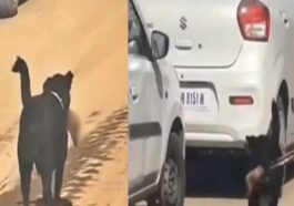 Himachal News Update: जबड़े में इंसानी टांग दबोचे घूमता दिखा कुत्ता! मचा हड़कंप, यहां का मामला