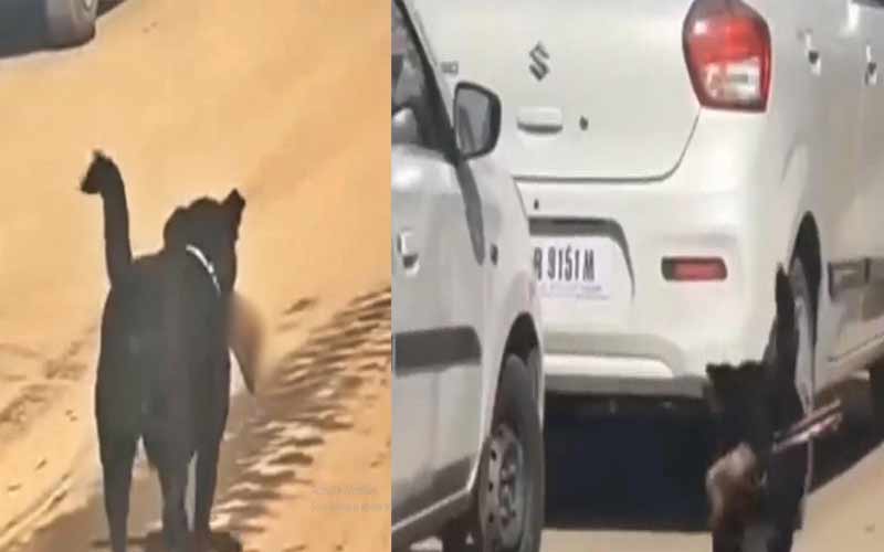 Himachal News Update: जबड़े में इंसानी टांग दबोचे घूमता दिखा कुत्ता! मचा हड़कंप, यहां का मामला