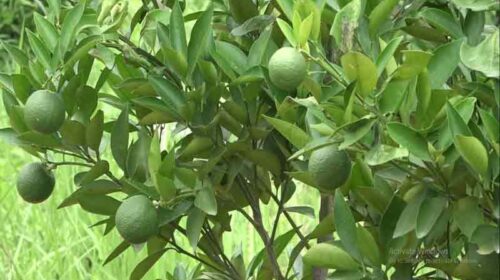 HP News: कोल्ड स्टोर बनाएं, उद्यान विभाग देगा 50 प्रतिशत सब्सिडी! साल 2025 में 2200 मीट्रिक टन पहुंचा फलों का उत्पादन HP News: कोल्ड स्टोर बनाएं, उद्यान विभाग देगा 50 प्रतिशत सब्सिडी! साल 2025 में 2200 मीट्रिक टन पहुंचा फलों का उत्पादन