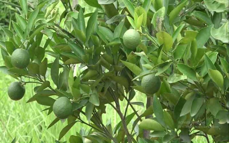 HP News: कोल्ड स्टोर बनाएं, उद्यान विभाग देगा 50 प्रतिशत सब्सिडी! साल 2025 में 2200 मीट्रिक टन पहुंचा फलों का उत्पादन HP News: कोल्ड स्टोर बनाएं, उद्यान विभाग देगा 50 प्रतिशत सब्सिडी! साल 2025 में 2200 मीट्रिक टन पहुंचा फलों का उत्पादन