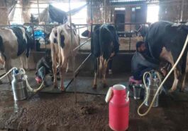 HP News: डेयरी फार्मिंग से बदली जरनैल सिंह की तक़दीर! अब हर महीने कमा रहे चार लाख रूपए