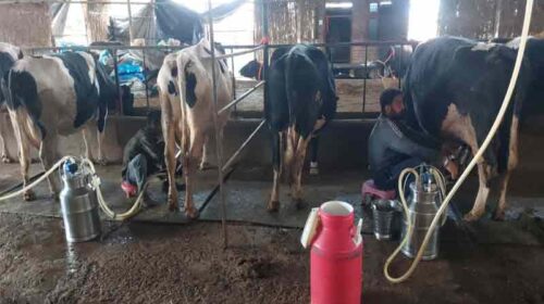 HP News: डेयरी फार्मिंग से बदली जरनैल सिंह की तक़दीर! अब हर महीने कमा रहे चार लाख रूपए