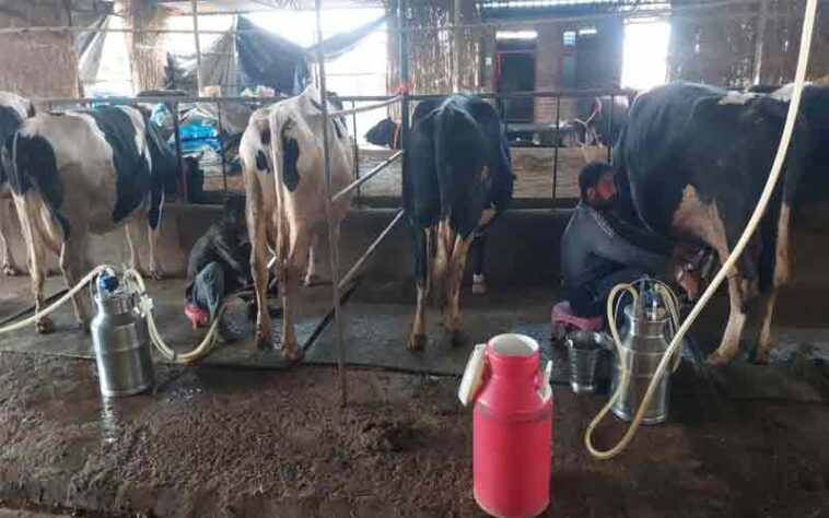 HP News: डेयरी फार्मिंग से बदली जरनैल सिंह की तक़दीर! अब हर महीने कमा रहे चार लाख रूपए