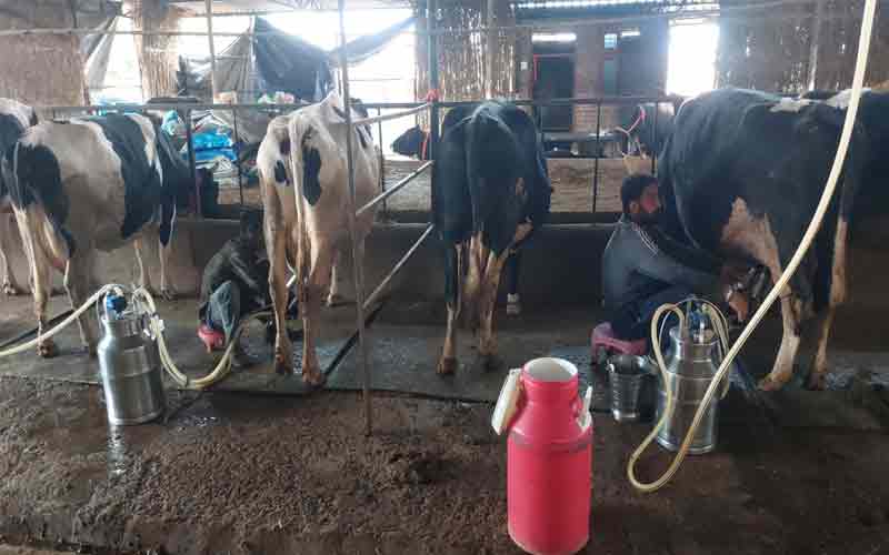 HP News: डेयरी फार्मिंग से बदली जरनैल सिंह की तक़दीर! अब हर महीने कमा रहे चार लाख रूपए