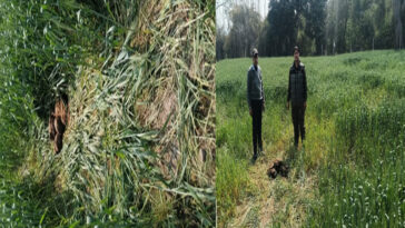 Paonta Sahib : पांवटा में हाथियों का आतंक बरकरार! एक बीघा भूमि पर लगी गेहूं की फसल रौंदी