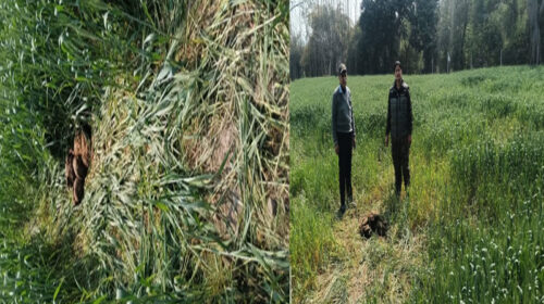 Paonta Sahib : पांवटा में हाथियों का आतंक बरकरार! एक बीघा भूमि पर लगी गेहूं की फसल रौंदी Paonta Sahib : पांवटा में हाथियों का आतंक बरकरार! एक बीघा भूमि पर लगी गेहूं की फसल रौंदी