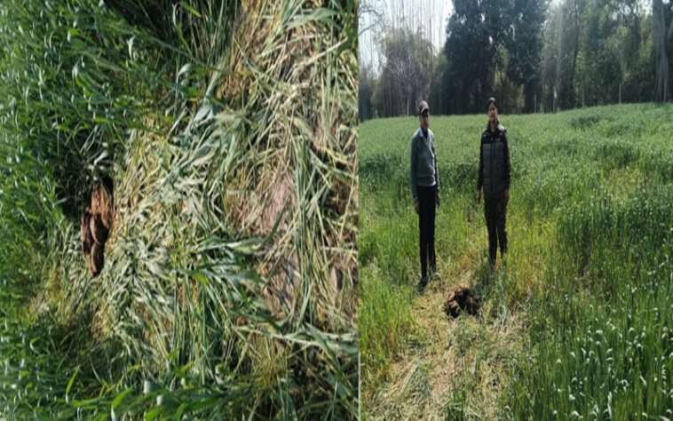 Paonta Sahib : पांवटा में हाथियों का आतंक बरकरार! एक बीघा भूमि पर लगी गेहूं की फसल रौंदी