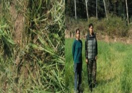 Paonta Sahib: पांवटा में हाथियों का आतंक! खेतों में घुसकर गेहूं की फसल रौंदी, लोगों में हड़कंप