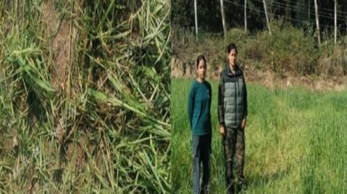 Paonta Sahib: पांवटा में हाथियों का आतंक! खेतों में घुसकर गेहूं की फसल रौंदी, लोगों में हड़कंप