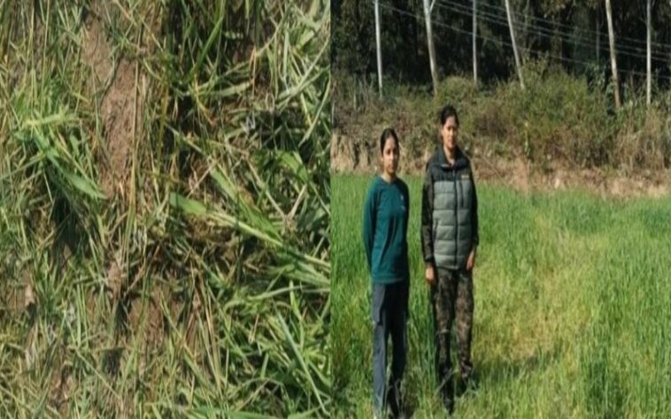 Paonta Sahib: पांवटा में हाथियों का आतंक! खेतों में घुसकर गेहूं की फसल रौंदी, लोगों में हड़कंप