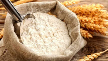 Himachal Latest News: प्रदेश के लाखों एपीएल उपभोक्ताओं को झटका! मार्च में इतने किलो कम मिलेगा आटा, सरकार ने की कटौती