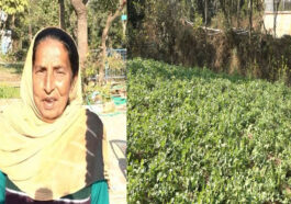 Success Story: हिमाचल की रिटायर्ड टीचर शीला देवी का कमाल! प्राकृतिक खेती से उगाया कई क्विंटल आलू