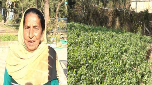 Success Story: हिमाचल की रिटायर्ड टीचर शीला देवी का कमाल! प्राकृतिक खेती से उगाया कई क्विंटल आलू Success Story: हिमाचल की रिटायर्ड टीचर शीला देवी का कमाल! प्राकृतिक खेती से उगाया कई क्विंटल आलू
