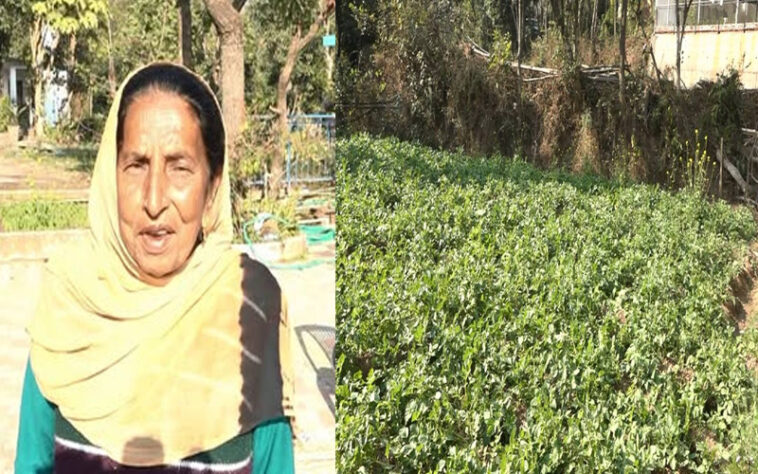 Success Story: हिमाचल की रिटायर्ड टीचर शीला देवी का कमाल! प्राकृतिक खेती से उगाया कई क्विंटल आलू Success Story: हिमाचल की रिटायर्ड टीचर शीला देवी का कमाल! प्राकृतिक खेती से उगाया कई क्विंटल आलू