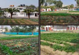 Himachal News : डीसी की क्यारी में प्राकृतिक खेती से उगी सब्जियां! ज़हर-मुक्त खेती का दिया संदेश