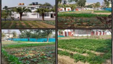 Himachal News : डीसी की क्यारी में प्राकृतिक खेती से उगी सब्जियां! ज़हर-मुक्त खेती का दिया संदेश