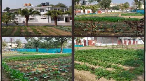 Himachal News : डीसी की क्यारी में प्राकृतिक खेती से उगी सब्जियां! ज़हर-मुक्त खेती का दिया संदेश