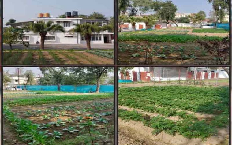 Himachal News : डीसी की क्यारी में प्राकृतिक खेती से उगी सब्जियां! ज़हर-मुक्त खेती का दिया संदेश