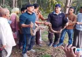 Himachal News: हिमाचल में पकड़ा 10 फुट लंबा रॉक पाइथन! कई दिनों से खेतों में घूम रहा था, ग्रामीणों ने ली राहत की सांसे Himachal News: हिमाचल में पकड़ा 10 फुट लंबा रॉक पाइथन! कई दिनों से खेतों में घूम रहा था, ग्रामीणों ने ली राहत की सांसे