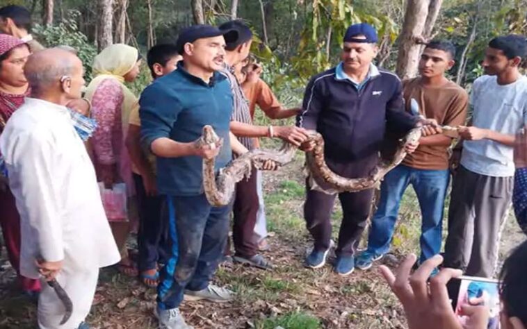 Himachal News: हिमाचल में पकड़ा 10 फुट लंबा रॉक पाइथन! कई दिनों से खेतों में घूम रहा था, ग्रामीणों ने ली राहत की सांसे