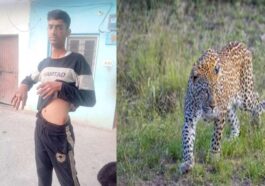 Leopard Attack: हिमाचल में तेंदुए और युवक के बीच भिड़ंत! 12 मिनट तक खूंखार से लड़ा, फिर जबड़ा पकड़कर मार डाला