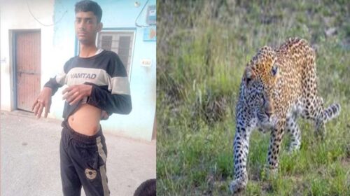 Leopard Attack: हिमाचल में तेंदुए और युवक के बीच भिड़ंत! 12 मिनट तक खूंखार से लड़ा, फिर जबड़ा पकड़कर मार डाला