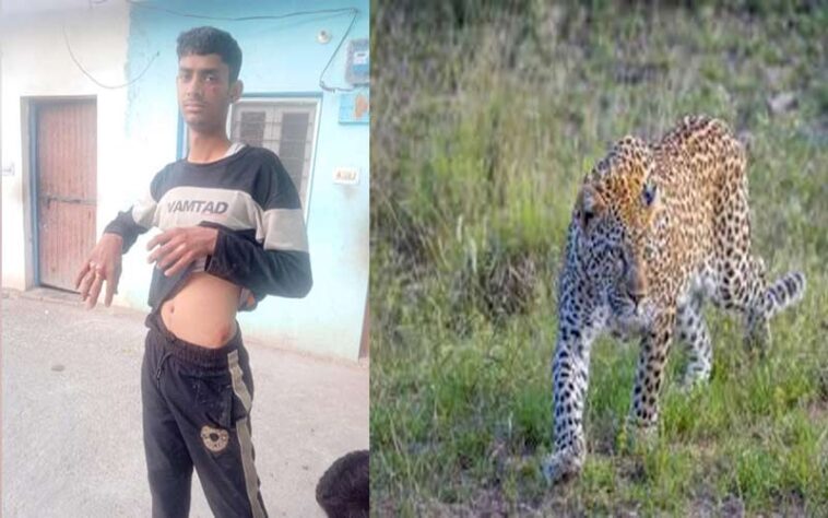 Leopard Attack: हिमाचल में तेंदुए और युवक के बीच भिड़ंत! 12 मिनट तक खूंखार से लड़ा, फिर जबड़ा पकड़कर मार डाला