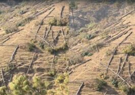 Sirmour News: शिलाई में चीड़ के हरे-भरे दर्जनों पेड़ों पर चलाई कुल्हाड़ी! वन विभाग ने शुरू की जाँच