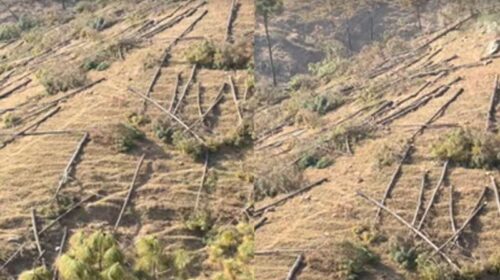 Sirmour News: शिलाई में चीड़ के हरे-भरे दर्जनों पेड़ों पर चलाई कुल्हाड़ी! वन विभाग ने शुरू की जाँच