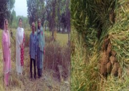 Paonta Sahib: पांवटा में हाथियों ने फिर मचाया उत्पात! गेहूं की फसल को रोंदा, ग्रामीणों में दहशत