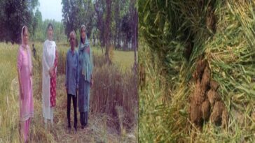 Paonta Sahib: पांवटा में हाथियों ने फिर मचाया उत्पात! गेहूं की फसल को रोंदा, ग्रामीणों में दहशत