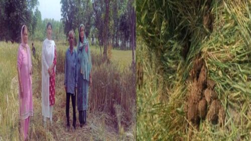 Paonta Sahib: पांवटा में हाथियों ने फिर मचाया उत्पात! गेहूं की फसल को रोंदा, ग्रामीणों में दहशत Paonta Sahib: पांवटा में हाथियों ने फिर मचाया उत्पात! गेहूं की फसल को रोंदा, ग्रामीणों में दहशत