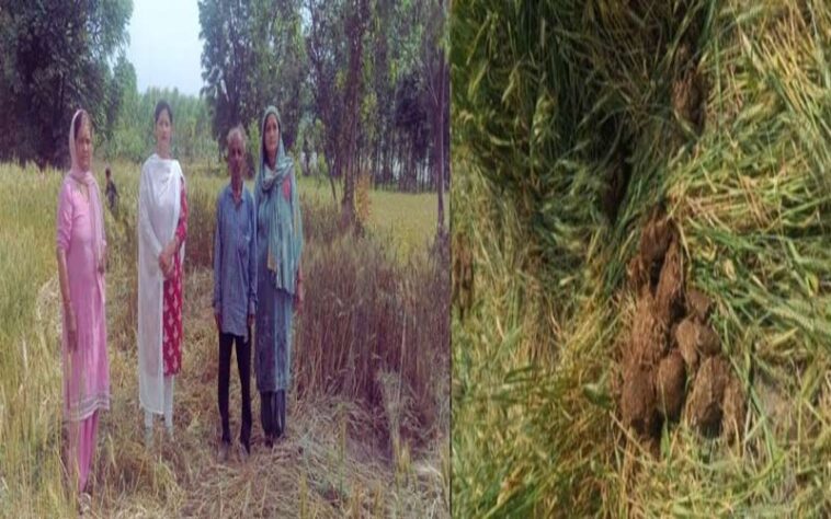 Paonta Sahib: पांवटा में हाथियों ने फिर मचाया उत्पात! गेहूं की फसल को रोंदा, ग्रामीणों में दहशत