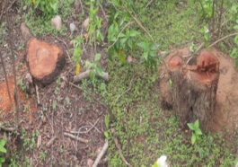 Himachal Crime News: वन माफिया ने सरकारी जंगल से काटे खैर के 1000 बेशकीमती पेड़! ग्रामीणों ने विभाग पर लगाए आरोप