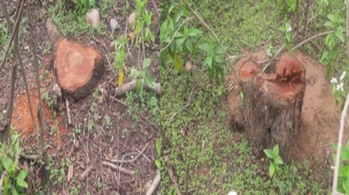 Himachal Crime News: वन माफिया ने सरकारी जंगल से काटे खैर के 1000 बेशकीमती पेड़! ग्रामीणों ने विभाग पर लगाए आरोप