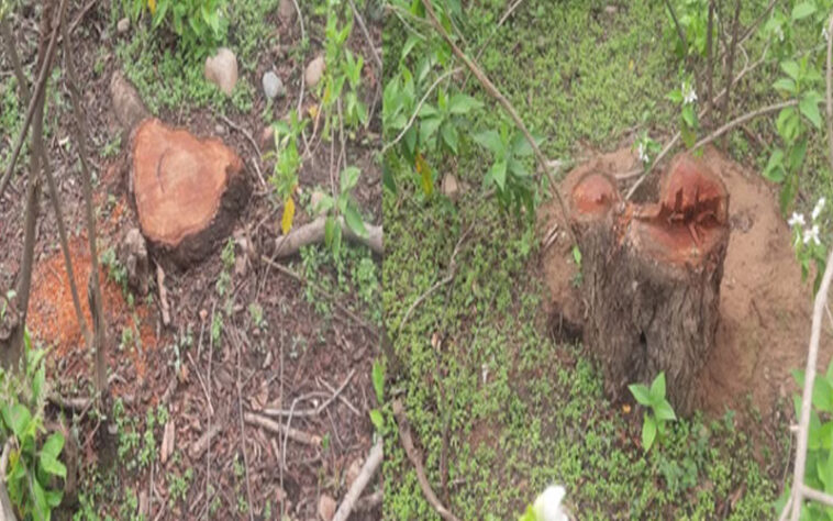 Himachal Crime News: वन माफिया ने सरकारी जंगल से काटे खैर के 1000 बेशकीमती पेड़! ग्रामीणों ने विभाग पर लगाए आरोप