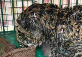 Sirmour News : आरोपियों ने धारदार हथियार से काटे थे तेंदुए के पंजे! पोस्टमार्टम रिपोर्ट में खुलासा, दो आरोपी काबू