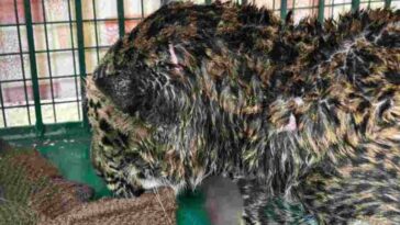 Sirmour News : आरोपियों ने धारदार हथियार से काटे थे तेंदुए के पंजे! पोस्टमार्टम रिपोर्ट में खुलासा, दो आरोपी काबू