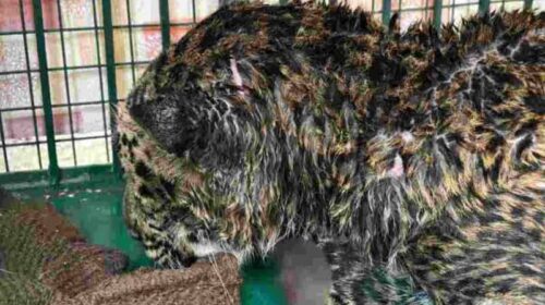 Sirmour News : आरोपियों ने धारदार हथियार से काटे थे तेंदुए के पंजे! पोस्टमार्टम रिपोर्ट में खुलासा, दो आरोपी काबू