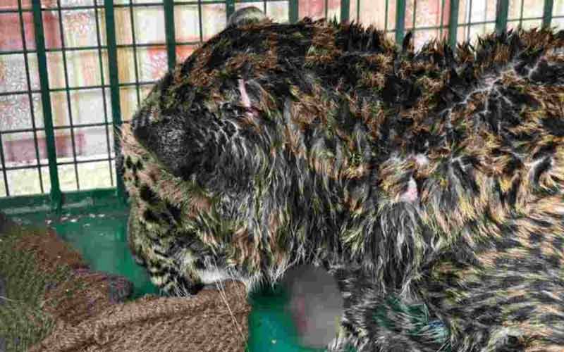 Sirmour News : आरोपियों ने धारदार हथियार से काटे थे तेंदुए के पंजे! पोस्टमार्टम रिपोर्ट में खुलासा, दो आरोपी काबू