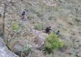 Himachal News Alert: खाई में गिरने से दो युवकों की मौ**त! पुलिस ने बरामद किए शव, हादसे के कारणों की जाँच तेज़