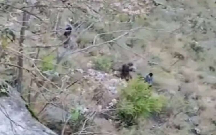 Himachal News Alert: खाई में गिरने से दो युवकों की मौ**त! पुलिस ने बरामद किए शव, हादसे के कारणों की जाँच तेज़