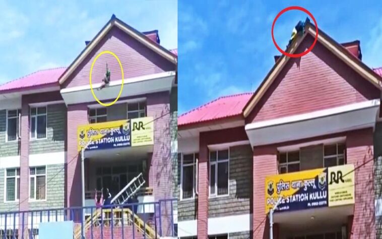 Himachal News Alert: जब पुलिस थाना की छत पर चढ़ गई महिला! फिर अनियंत्रित होकर नीचे गिरी, जानिए पूरा मामला