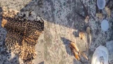 Paonta Sahib: पांवटा में घर की छत से तेंदुए की खाल समेत वन्यजीवों का जखीरा बरामद! दो गिरफ्तार