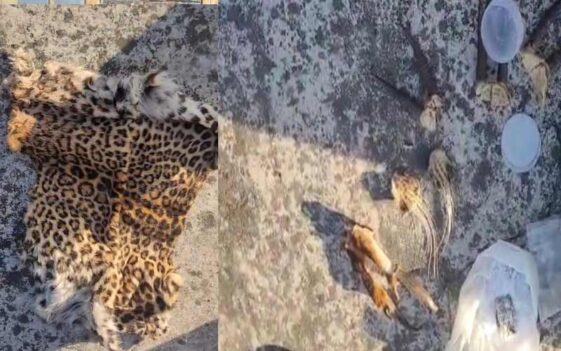 Paonta Sahib: पांवटा में घर की छत से तेंदुए की खाल समेत वन्यजीवों का जखीरा बरामद! दो गिरफ्तार