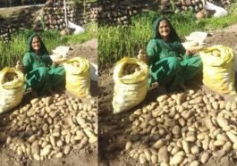 Success Story: हिमाचल के बुजुर्ग दंपत्ति का कमाल! प्राकृतिक खेती से मात्र 2 मरले में उगाए 2 क्विंटल आलू, कृषि विशेषज्ञ भी हैरान